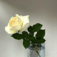 Белая роза. :: Любовь 