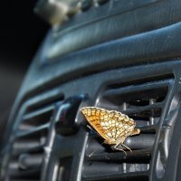 бабочки обживают моё авто...3 :: Александр Прокудин