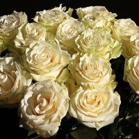 Розы для друзей :: Лидия (naum.lidiya)