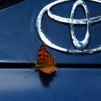 бабочки обживают моё авто...7 :: Александр Прокудин