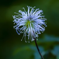 after flowering :: Zinovi Seniak