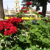 Трамваи разделяют розы и храмы!.. :: Alex Aro Aro Алексей Арошенко