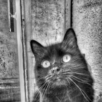 Портрет черного кота :: Ольга Винницкая (Olenka)