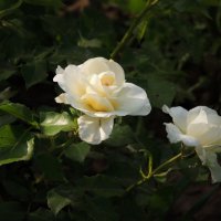 Белые розы :: Вячеслав Маслов