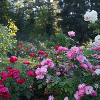 Розовый сад :: lenrouz 