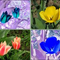 Разноцветные тюльпаны :: Нина Бутко