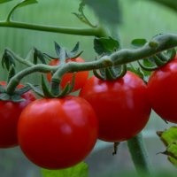 зреют томаты :: vg154 