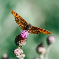 butterfly :: Виктория Писаренко