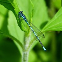 dragonfly :: Виктория Писаренко