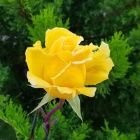 Жёлтая роза. :: Светлана Хращевская