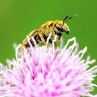 Макро пчела. :: Николай Николаевич 