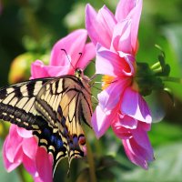 Бабочка Махаон и цветы :: Александр Щеклеин