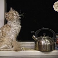 Кошка Чайник и Окно :: Александр Зотов