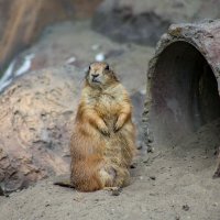 луговая собачка :: аркадий 