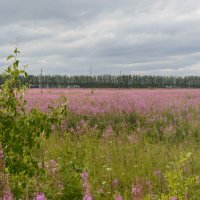 Иван чай :: Евгений Ломко