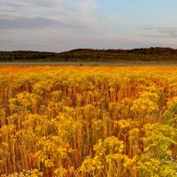 Летнее утро. :: Анатолий Борисов