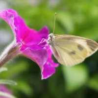 Бабочка на цветке петунии. :: сергей 