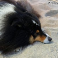 Sheltie Will: :: Tatiana Golubinskaia