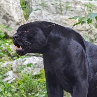 Черный ягуар (пантера) :: Владимир Габов