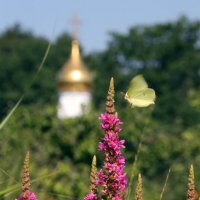 Лето Господне на ВДНХ :: Михаил Бибичков