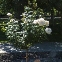 Куст белых  роз :: Валентин Семчишин