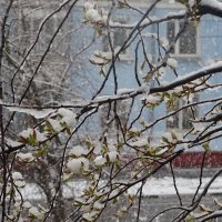 Снег в конце апреля :: Татьяна 
