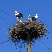 Подросшие детки ждут родителей... :: Тамара Бедай 