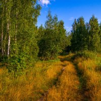 Июль прогулка по лесу... :: Андрей Дворников