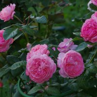 Розовые розы :: * vivat.b * 