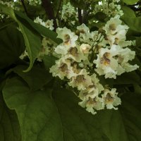 Цветы в июне :: Валентин Семчишин