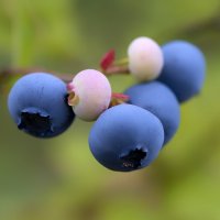 blueberry :: Zinovi Seniak