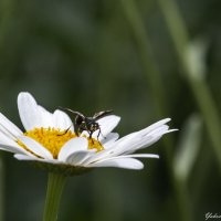 Цветы и насекомые... :: Яков Геллер
