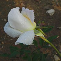 Роза после дождя! :: Светлана Хращевская