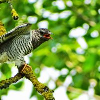 Обыкнове́нная куку́шка (лат. Cuculus canorus) :: ivan 