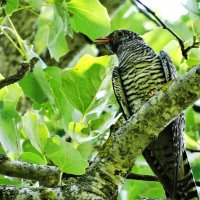 Обыкнове́нная куку́шка (лат. Cuculus canorus) :: ivan 