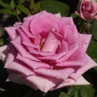 Роза-символ совершенства! :: Нина Андронова