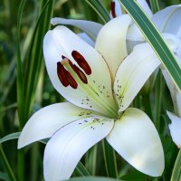 in white :: Zinovi Seniak