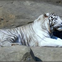 Белый тигр :: Mike Collie