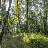 Утро в лесу :: Александр Крупский