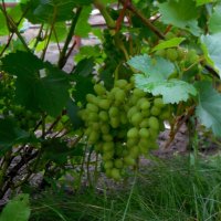 Дачный виноград :: Надежда 