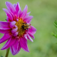 пчёлка и цветочек :: Елена Кордумова