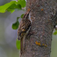 Пищуха  обыкновенная :: Николай Соколухин