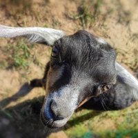 Англо-нубийская коза :: AZ east3
