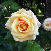 Розы жёлтые, розы чайные чайные, вы красивы необычайно... :: VasiLina *