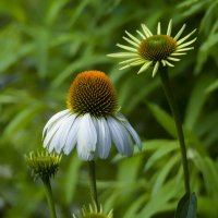 echinacea :: Zinovi Seniak