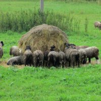 "Столовая" для овец :: Ольга Довженко