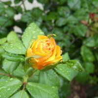 Роза после дождя :: Инга Егорцева