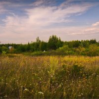 "Небо, травы и лесок"© :: Владимир Макаров