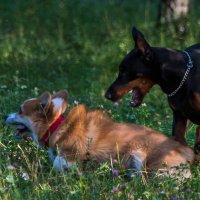 "Отстань, у меня нет настроения!" :: Владимир Безбородов