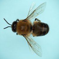 Пчела :: Станислав С.